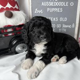 Pink collar - Black and white female Aussiedoodle puppy in Mount Ulla, North Carolina from Girls of anarchy farm