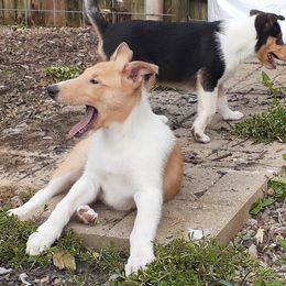Collie Puppies from Nightstar Collies