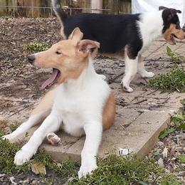 Collie Puppies from Nightstar Collies