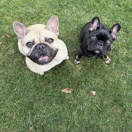 French Bulldog Puppies from Jolie Frenchies