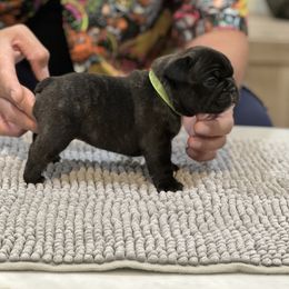 French Bulldog Puppies from Desert Madness Frenchies