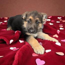 Black and Tan Female - Black and tan female German Shepherd puppy in Tafton, Pennsylvania from Pocono GSD