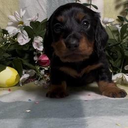 Black and tan Girl  2 - Black and tan female Dachshund puppy in Alice, Texas from Crimson’s longhair Dachshunds