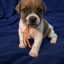 Russell Terrier Puppies from Claddagh Pastures