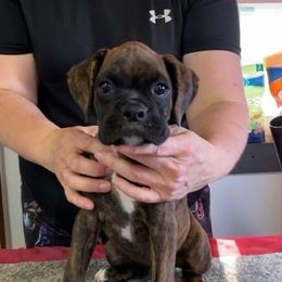 Boxer Puppies from Charron Boxers