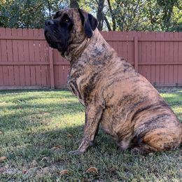 Karma - Mastiff