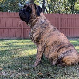 Karma - Mastiff
