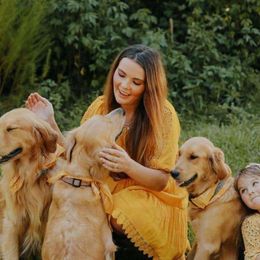 Sandy - Golden Retriever