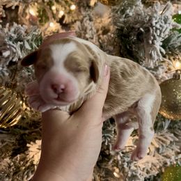 Blenheim Girl - Blenheim female Cavapoo puppy in Redding, California from Lipscomb Doodles