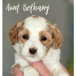 Aunt Bethany - Apricot female Australian Labradoodle puppy in Gladstone, Oregon from Beaver State Labradoodles