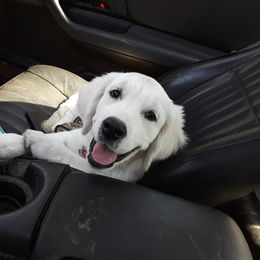 Golden Retriever Puppies from Fiddle In Gold Retrievers