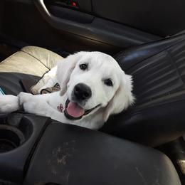 Golden Retriever Puppies from Fiddle In Gold Retrievers
