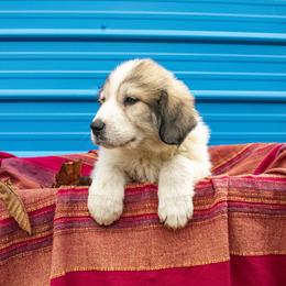 Great Pyrenees Puppies from Kathy Ann's Farm