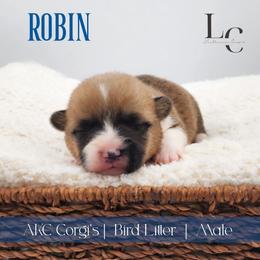 Robin - Red male Pembroke Welsh Corgi puppy in Pine Village, Indiana from NL Horsemanship