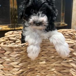 Aussiedoodle Puppies from AussiedoodleMI