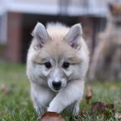 Icelandic Sheepdog Puppies from Valhalla Icelandic Sheepdogs