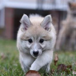 Icelandic Sheepdog Puppies from Valhalla Icelandic Sheepdogs