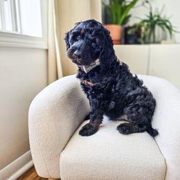 Atticus - Phantom male Bernedoodle puppy in Gaylord, Michigan from Dog Mom Co. Doodles