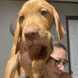 Baby 4 - Golden rust male Vizsla puppy in Chipley, Florida from GT Gundogs