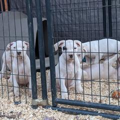 Dogo Argentino Puppies from De la Fuerza de Dios