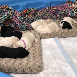Poodle Puppies from Southern Standards