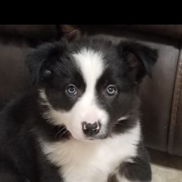 Border Collie Puppies from Shill Border Collies