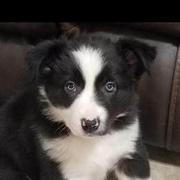 Border Collie Puppies from Shill Border Collies