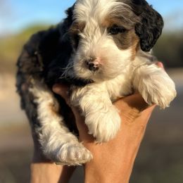 Rocky - Blue merle Bernedoodle puppy in Thatcher, Arizona from Brush Fire Doodles