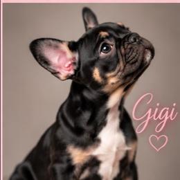 Gigi - Black and tan female French Bulldog puppy in Conroe, Texas from SFLK