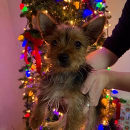 Skip - Black and gold male Yorkshire Terrier puppy in Festus, Missouri from Impeccable Pups