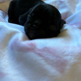 Hope - Black female Shih Tzu puppy in Glens Falls, New York from Shih Tzus N Giggles