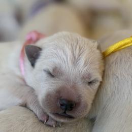 Girl 1 - White female German Shepherd puppy in Bexar County, Texas from Scenic Creek German Shepherds and White Swiss Shepherds
