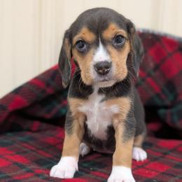 Girl 2 - Black tan and white female Beagle puppy in Baltimore, Maryland from Country Acres Farm