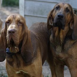 Basset Hounds and Bloodhounds from HNH Hounds