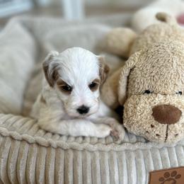 Patches - Parti male Goldendoodle puppy in San Jose, California from Doodle Amore