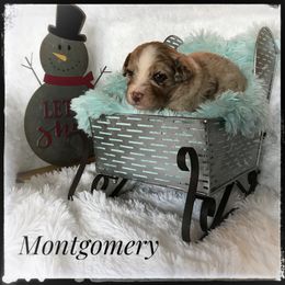 Aussiedoodle and Australian Shepherd Puppies from Dunroamin Farms Australian Shepherds and Aussiedoodles