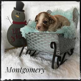 Aussiedoodle and Australian Shepherd Puppies from Dunroamin Farms Australian Shepherds and Aussiedoodles