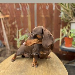 Slinky - Dachshund