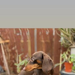 Slinky - Dachshund