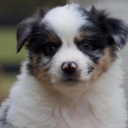 Notion - Blue merle female Australian Shepherd puppy in Springville, Alabama from Cross Creek Aussies