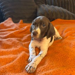 Purple Collar - White and liver female German Shorthaired Pointer puppy in Covington, Georgia from Peters Built Pointers