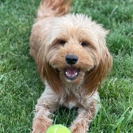 Roxy - Goldendoodle