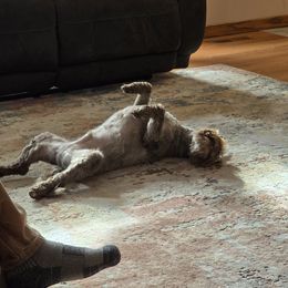 Miniature Schnauzer All Grown Up from Green Mountain Schnauzers