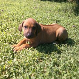 Missy - Rd whtn blk nose female Rhodesian Ridgeback puppy in Carney, Oklahoma from River Run Parson Russell terriers & River Run Ridgebacks