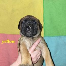 Bullmastiff Puppies from Watchman Kennels