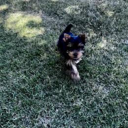 Yorkshire Terrier Puppies from PasTyme Yorkshire Terriers