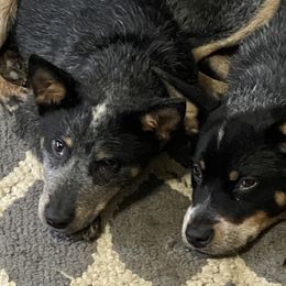 Nugget - Australian Cattle Dog