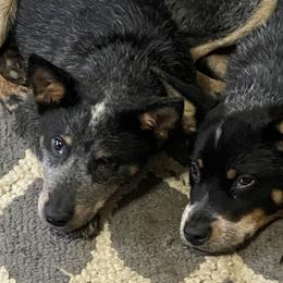 Nugget - Australian Cattle Dog