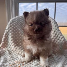 Valentina - Chocolate female Pomsky puppy in Bucyrus, Missouri from Hill Top Pomskies