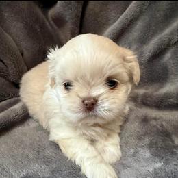 Boy 1 - Cream and white male Shih Tzu puppy in Birch River, West Virginia from Karen's Shih Tzus